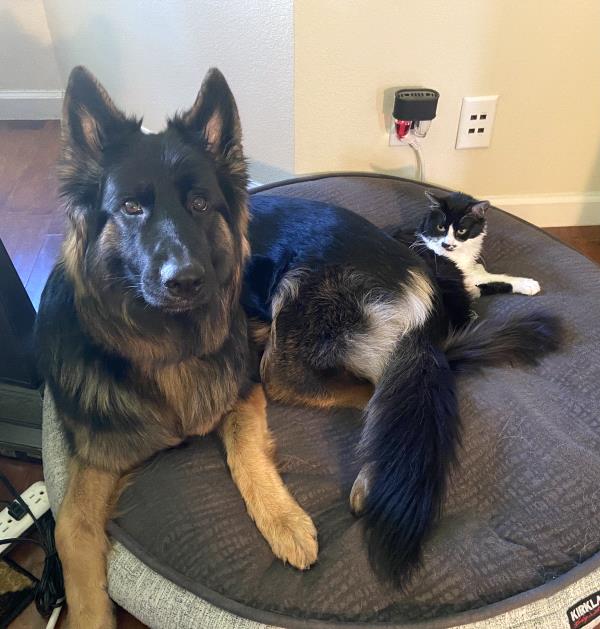 /Images/uploads/International Guiding Eyes Inc/gdapawsitivitycalendar/entries/20778thumb.jpg